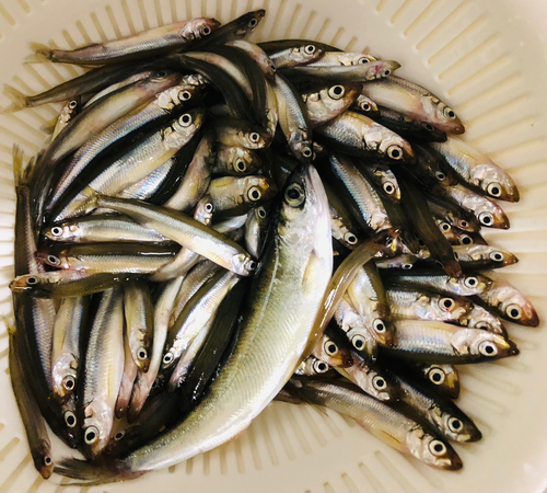 ヒメマスの釣果