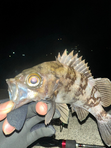 メバルの釣果