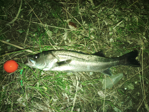 スズキの釣果