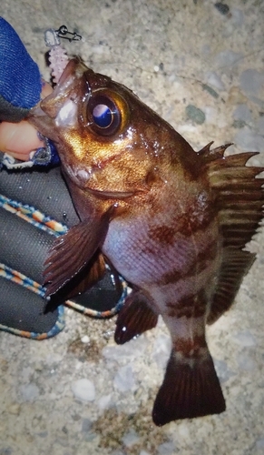 シロメバルの釣果