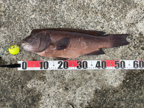 コブダイの釣果