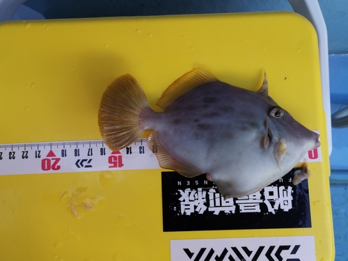 カワハギの釣果