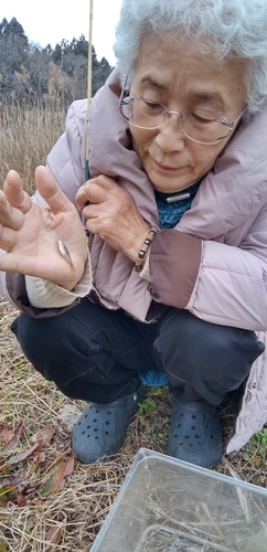 タイリクバラタナゴの釣果