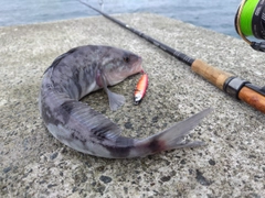 ホッケの釣果