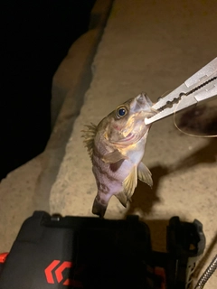 メバルの釣果