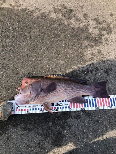 コブダイの釣果