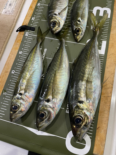 アジの釣果