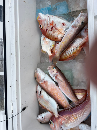 アマダイの釣果