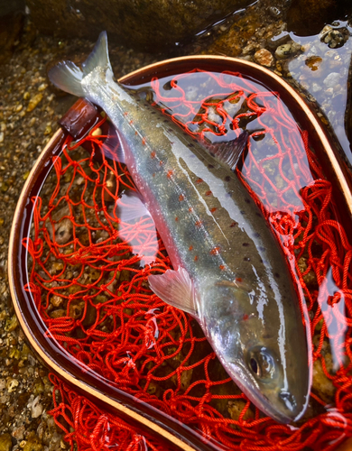 アマゴの釣果