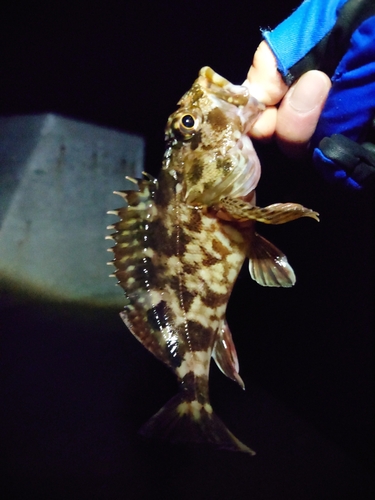 カサゴの釣果