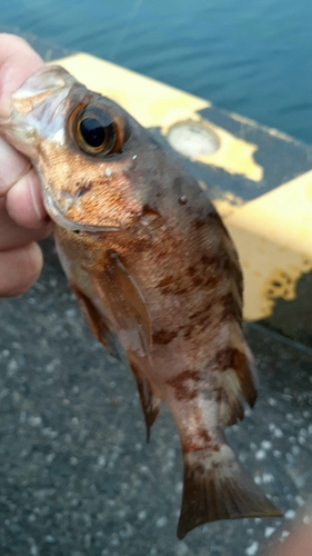 メバルの釣果