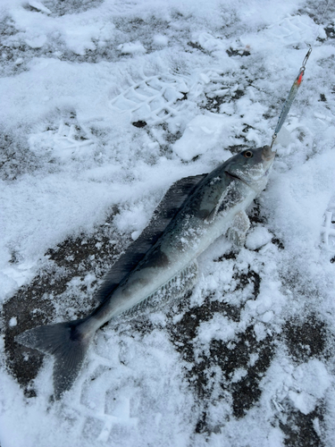 ホッケの釣果