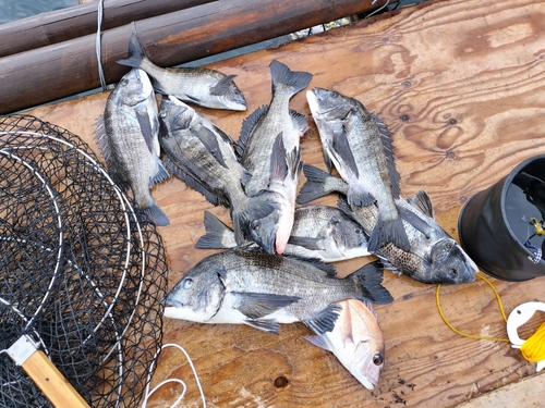 チヌの釣果