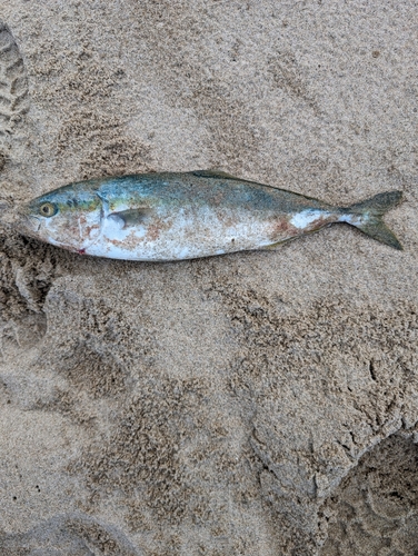 ハマチの釣果