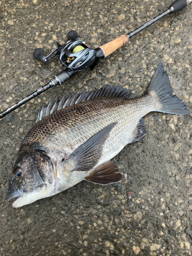 クロダイの釣果