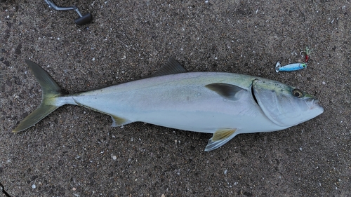 ヤズの釣果