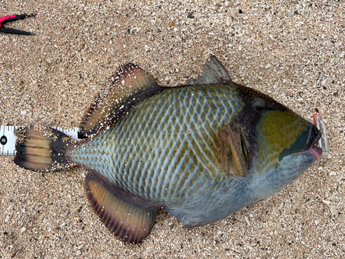 ゴマモンガラの釣果