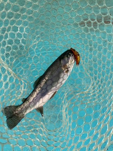 レインボートラウトの釣果