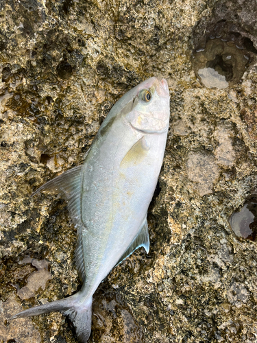 ヒレナガカンパチの釣果