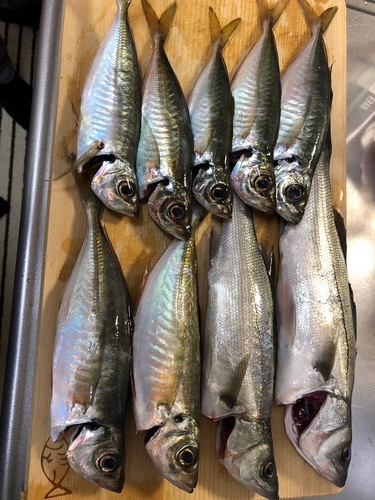 アジの釣果