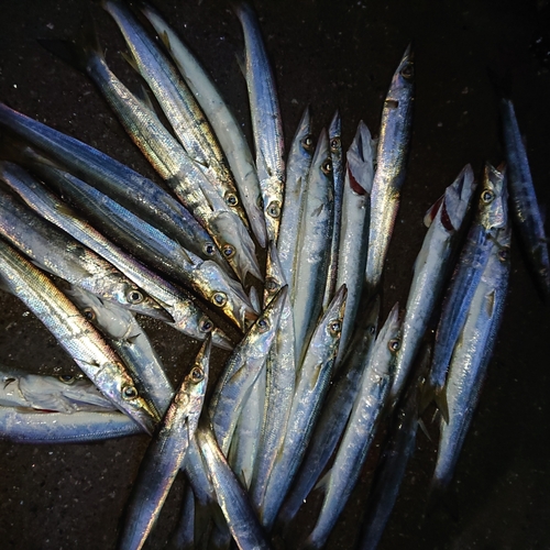 カマスの釣果