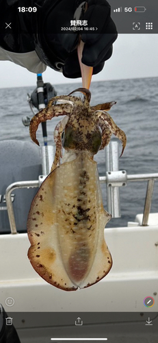 アオリイカの釣果