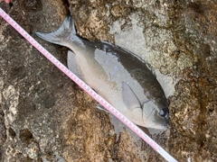 オナガグレの釣果