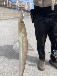 エソの釣果