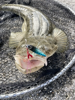 ミナミマゴチの釣果