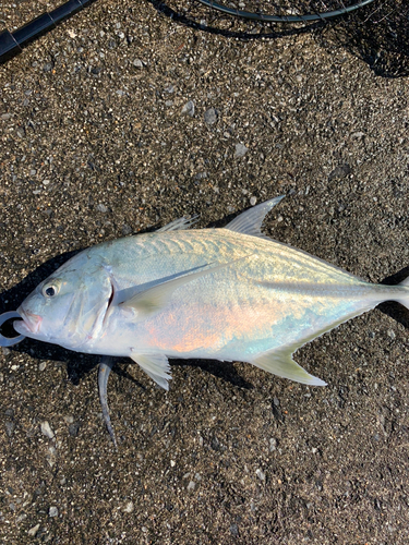 オニヒラアジの釣果