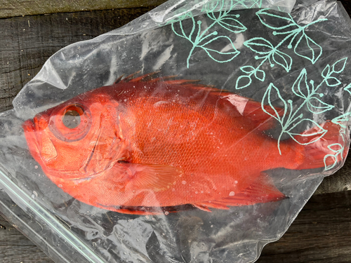 チカメキントキの釣果