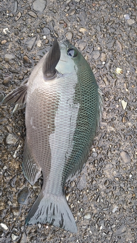 グレの釣果