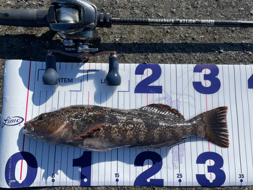 アイナメの釣果