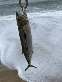 サゴシの釣果