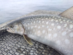 アメマスの釣果