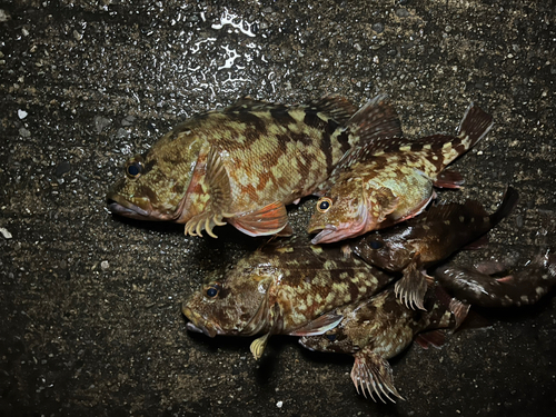 カサゴの釣果