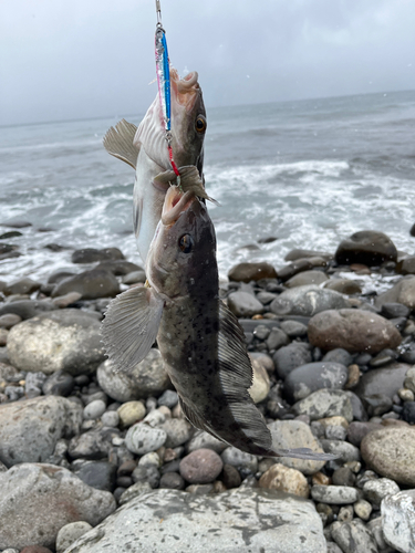 ホッケの釣果