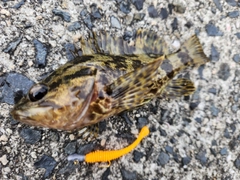 タケノコメバルの釣果