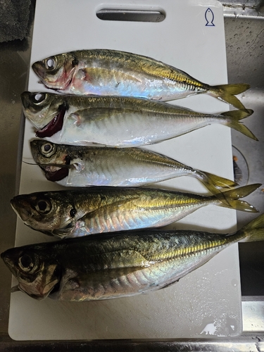 アジの釣果