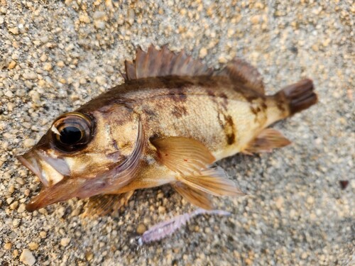 メバルの釣果