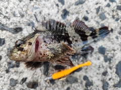 ムラソイの釣果