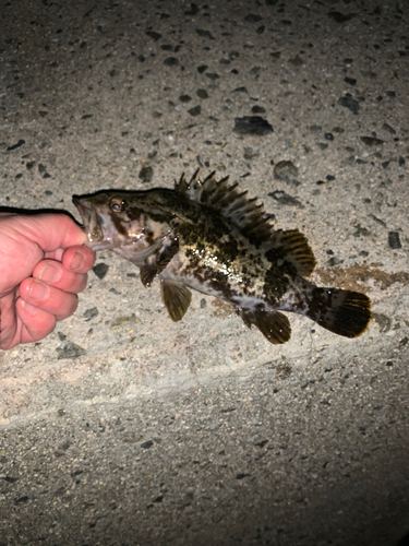 タケノコメバルの釣果