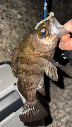 メバルの釣果