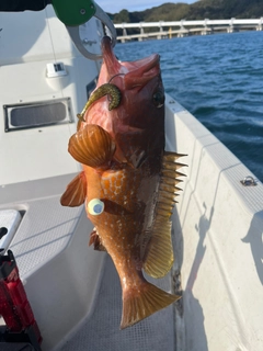 アコウの釣果