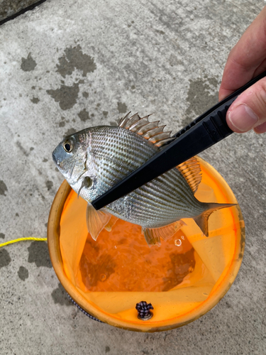 ヘダイの釣果