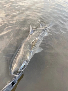 ボラの釣果