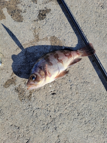 メバルの釣果