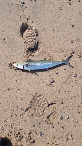 サゴシの釣果