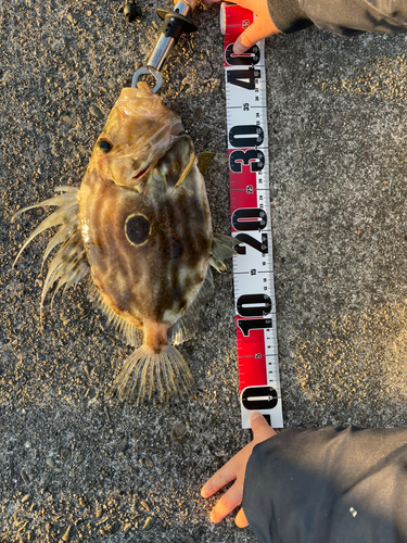 マトウダイの釣果