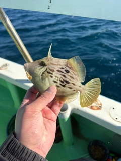 カワハギの釣果